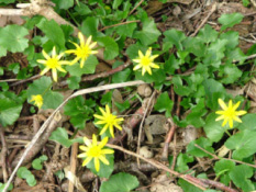 Ficaria verna subsp. verna Gewoon speenkruid bestellen